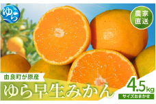 【先行予約】和歌山県産 ゆら早生みかん 4.5kg  ※2025年10月中旬頃より順次発送予定 / 和歌山県 柑橘 みかん 甘い 蜜柑 フルーツ 果物 くだもの 食品 人気  晩柑 おすすめ 送料無料 産地直送 由良町【kzmn005】