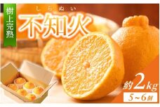 【限定】 不知火 樹上完熟 約2kg （5～6個入）【2026年2月下旬頃～4月中旬頃まで発送】 / 不知火 しらぬい デコポン みかん 柑橘 和歌山  家庭用 甘い【KG6】【kgr024】