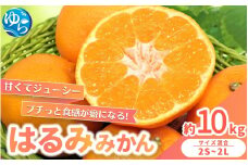 【来シーズン先行予約】農家直送  はるみみかん 約10kg S～4Lサイズ混合 ※2026年2月上旬～順次発送農家直送 / くだもの  果実  柑橘 果物 フルーツ 国産 和歌山県 由良町 ご家庭用 人気 おすすめ【nktn013】