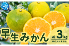 【先行予約】由良早生みかん(サイズおまかせ)約3kg【2025年11月初旬から順次発送予定】※北海道・沖縄・離島配送不可 / 温州みかん 蜜柑 ミカン 柑橘 由良町 果物 フルーツ 産地直送 和歌山県【eiw015】