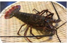 【先行予約】紀州由良港の活け伊勢海老 約300～400ｇ【2025年9月中旬頃から順次発送予定】※北海道・沖縄・離島配送不可 / 海産 海鮮 伊勢えび 伊勢エビ 由良町 産地直送 和歌山【eiw033】
