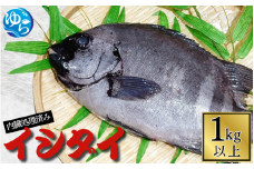 イシダイ 内臓処理済み 1kg以上（1匹） /  石鯛 魚 お魚 さかな 食品 海の幸 海鮮 カイセン 塩焼き 煮付け 内臓処理済み 冷蔵 海鮮類 焼き魚 和歌山県 由良町 【skmn020】