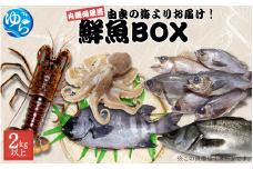 鮮魚BOX 内臓処理済み 2kg以上 （魚種おまかせ） /  魚 お魚 さかな 食品 海の幸 海鮮 カイセン 塩焼き 煮付け 内臓処理済み 冷蔵 海鮮類 焼き魚 タコ スズキ メバル 和歌山県 由良町 【skmn025】