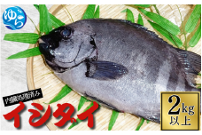 イシダイ 内臓処理済み 2kg以上（1～2匹） /  石鯛 魚 お魚 さかな 食品 海の幸 海鮮 カイセン 塩焼き 煮付け 内臓処理済み 冷蔵 海鮮類 焼き魚 和歌山県 由良町 【skmn021】