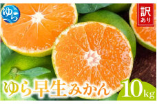 【先行予約】＼訳あり／ ゆら早生みかん 10kg 【2025年10月中旬～順次発送予定】/ みかん ミカン 和歌山県 柑橘 早生 甘い 蜜柑 フルーツ 果物 くだもの 食品  産地直送 由良町 ご家庭用 ゆら早生 早生みかん 【kwgc002】