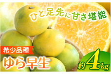 ＼光センサー選別／ 【先行予約】＼数量限定／ 希少品種 ご家庭用 ゆら早生みかん 約4kgサイズ混合【2025年10月上旬頃より順次発送】/ みかん ミカン 和歌山県 柑橘 早生 甘い 蜜柑 フルーツ 果物 くだもの 食品  産地直送  ご家庭用 ゆら早生 早生みかん【nuk162A】 
