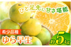 ＼光センサー選別／ 【先行予約】＼数量限定／ 希少品種 ご家庭用 ゆら早生みかん 約5kgサイズ混合【2025年10月上旬頃より順次発送】/ みかん ミカン 和歌山県 柑橘 早生 甘い 蜜柑 フルーツ 果物 くだもの 食品  産地直送  ご家庭用 ゆら早生 早生みかん【nuk109D】 