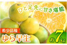 ＼光センサー選別／ 【先行予約】＼数量限定／ 希少品種 ご家庭用 ゆら早生みかん 約7kgサイズ混合【2025年10月上旬頃より順次発送】/ みかん ミカン 和歌山県 柑橘 早生 甘い 蜜柑 フルーツ 果物 くだもの 食品  産地直送  ご家庭用 ゆら早生 早生みかん【nuk002D】 