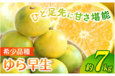 ＼光センサー選別／ 【先行予約】＼数量限定／ 希少品種 ご家庭用 ゆら早生みかん 約7kgサイズ混合【2025年10月上旬頃より順次発送】/ みかん ミカン 和歌山県 柑橘 早生 甘い 蜜柑 フルーツ 果物 くだもの 食品  産地直送  ご家庭用 ゆら早生 早生みかん【nuk002E】 