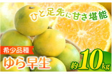 ＼光センサー選別／ 【先行予約】＼数量限定／ 希少品種 ご家庭用 ゆら早生みかん 約10kgサイズ混合【2025年10月上旬頃より順次発送】/ みかん ミカン 和歌山県 柑橘 早生 甘い 蜜柑 フルーツ 果物 くだもの 食品  産地直送  ご家庭用 ゆら早生 早生みかん【nuk110B】 
