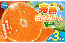 みかん 小玉 3kg / 薄皮で濃い甘さ！完熟由良みかん【こつぶ】和歌山県由良産※2025年11月下旬頃から順次発送予定(お届け日指定不可) / 柑橘 ミカン 蜜柑 甘い 由良町 フルーツ 果物 くだもの 食品 人気 おすすめ 産地直送 由良町【ktym004】