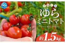 【先行予約】 和歌山県由良町産 ゆらミニトマト 1.5kg×1箱※2025年10月中旬頃から順次発送予定(お届け日指定不可) / トマト ハウス栽培 とまと 野菜 産地直送 新鮮 由良町 和歌山【ktym010】