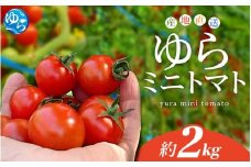 【先行予約】 和歌山県由良町産 ゆらミニトマト 2kg×1箱※2025年10月中旬頃から順次発送予定(お届け日指定不可) / トマト ハウス栽培 とまと 野菜 産地直送 新鮮 由良町 和歌山【ktym011】