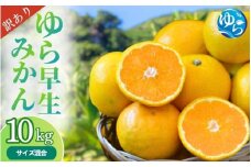 【先行予約】＼訳あり／ ゆら早生みかん 10kg 【2025年10月初旬～順次発送予定】/ みかん ミカン 和歌山県 柑橘 早生 甘い 蜜柑 フルーツ 果物 くだもの 食品  産地直送 由良町 ご家庭用 ゆら早生 早生みかん 【myvi002】