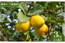 【来シーズン先行予約】《訳あり・ご家庭用》和歌山県産完熟レモン（3kg・大小混合）皮まで使用可能！【2026年1月中旬より順次発送予定】 / れもん ワケアリ ノーワックス 柑橘 産地直送 由良町 和歌山【uttn023】