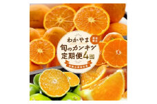 ★【全4回】和歌山旬のカンキツ定期便【L】3・5・9・11月発送（ご家庭用）※北海道・沖縄県・離島への配送不可 / 春の柑橘 初夏の柑橘 青切り 有田みかん 完熟有田みかん フルーツ くだもの 果物【ard-tkb907】