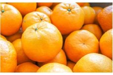 【家庭用】 森本農園の手選別 ポンカン 約1.5kg 和歌山県産 サイズ混合 【2026年1月上旬～2月上旬頃に順次発送】