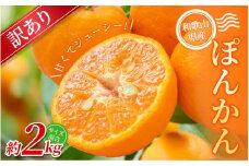 【訳あり】 森本農園の手選別 ポンカン約2kg 和歌山県産 サイズ混合 【2026年1月上旬～2月上旬頃に順次発送】【mrmt013】
