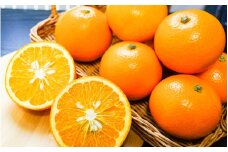 【減農薬栽培】由良八朔 10kg Lサイズ以上 【先行予約】※2026年2月上旬～2026年3月中旬頃に順次発送予定 / はっさく 柑橘 期間限定 産地直送 果物 フルーツ 由良町 和歌山【ecen001】