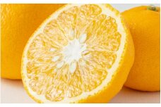 【減農薬栽培】ゆら甘夏10kg Lサイズ以上 【先行予約】※2026年4月上旬頃〜2026年4月下旬頃に順次発送予定 / あまなつ 柑橘 由良町 果物 フルーツ 産地直送 お取り寄せ 和歌山【ecen003】