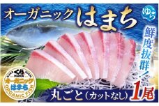 【くら寿司】オーガニック はまち 1尾丸ごと（ウロコ付き）約4kg～4.5kg弱 / ハマチ 丸ごと 刺身 数量限定 期間限定 ※2025年12月下旬～2026年4月末まで順次発送【kura001】