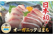【くら寿司】オーガニック はまち 1尾 フィレ (カマ付き） 約2.6kg～2.9kg / ハマチ 丸ごと 刺身 数量限定 期間限定 ※2025年12月下旬～2026年4月末まで順次発送【kura002】 