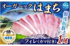 【くら寿司】オーガニック はまち 1尾 フィレ (カマ付き） 約2.6kg～2.9kg / ハマチ 丸ごと 刺身 数量限定 期間限定 ※2025年12月下旬～2026年4月末まで順次発送【kura002】 