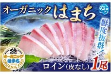 【くら寿司】オーガニック はまち 1尾 ロイン（皮無し）約1.6kg～約1.9kg  / ハマチ 丸ごと 刺身 数量限定 期間限定 ※2025年12月下旬～2026年4月末まで順次発送【kura006】 