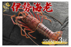 伊勢海老3尾