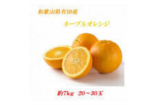 ■[2020年1月中旬より順次発送]和歌山県有田産　ネーブルオレンジ　約７ｋｇ　２０～３０玉