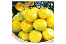 ◆先行予約◆【2023年11月上旬以降出荷】口の中に広がる酸味と甘み！無選果・手選別のこだわり早生みかん 約10kg　赤秀