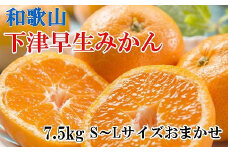 【産直】下津早生みかん7.5kg（S～Lサイズおまかせ）