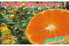 濃厚な味わい ゆら早生みかん約10kg 希少品種《有機質肥料100％》【2024年10月より順次発送】