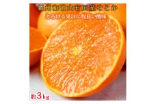 紀州有田産せとか約3kg　とろける食感！ジューシー柑橘［2026年2月下旬以降発送］［先行予約］［UT03］
