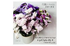 生花《スターチス》 花職人Ikeda（オリジナルアソート）
