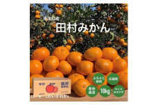湯浅産　田村みかん　10kg　(サイズおまかせ)