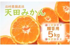 先行予約【2025年11月下旬より発送】濃厚温州みかん贈答用5kg（和歌山天田みかん）みかんの産地和歌山　北村農園直送