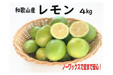 和歌山産レモン/グリーンレモン 4kg 【国産レモン】