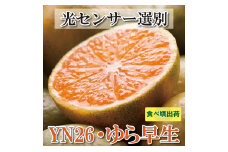 ＜9月より発送＞ 家庭用 極早生 有田みかん 4.5kg+135g（傷み補償分）YN26 ゆら早生 訳あり わけあり ［IKE165］