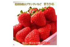紀州和歌山ブランドいちご「まりひめ」約280g×2P【2026年1月上旬頃～2026年2月下旬頃に順次発送】【UT38】