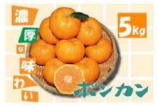 濃厚な甘さ！ポンカン5kg　2025年1月下旬以降順次発送　農園直送　