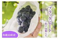 【2023年7月下旬～順次発送（限定数量）】約2Kg箱入ブラックビート葡萄（ブドウ・ぶどう）
