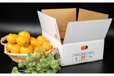 有田みかん　旬果楽喜　約３ｋｇ入