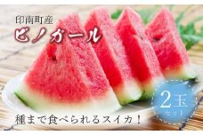 種まで食べられるスイカ！印南町産 ピノガール【2玉セット】スイカ 西瓜 すいか 小玉スイカ ピノガール