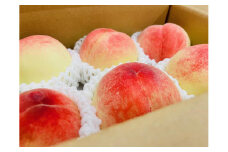 和歌山のこだわり桃　約1.5kg（５～６玉）【先行予約 2024年6月中旬～7月下旬発送】