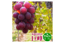 巨峰ぶどう約2kg　紀州和歌山産【2025年8月下旬以降発送予定】【UT88】