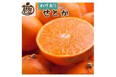 ［先行予約］家庭用 せとか2.5kg+250g（傷み補償分）［柑橘・春みかんの王様］［わけあり・訳あり］［光センサー選果・食べ頃出荷］［IKE62］