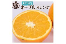 ［先行予約］家庭用 ネーブルオレンジ10kg+250g（傷み補償分）［光センサー選別］［柑橘・ジュース］［訳あり］［IKE43］