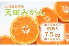 先行予約【2025年11月下旬より発送】濃厚温州みかんご家庭用7.5kg（和歌山天田みかん）みかんの産地和歌山　北村農園直送