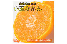 有田の小粒みかん 約5kg (S～3Sサイズ混合)【2025年11月下旬以降発送】【先行予約】【UT134】